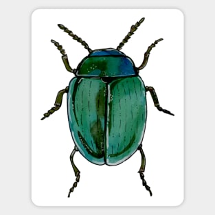 Beetle Magnet